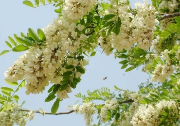 Top 16 tác dụng ít ai biết của hoa hòe