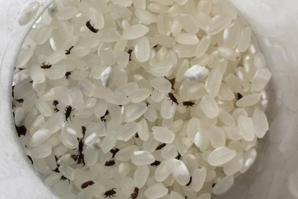 Gạo để được bao lâu không bị mọt? Một tháng có ăn được không