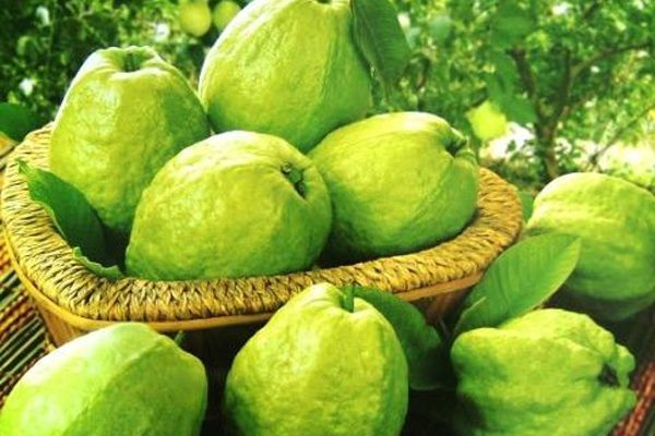 Quả ổi có thắp hương được không? Có kiêng kị gì không?
