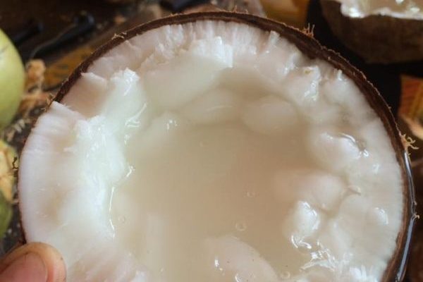 Dừa sáp có tác dụng gì? Ăn như thế nào đúng cách và NGON đỉnh