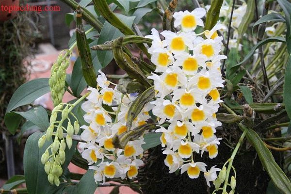 Gỗ mít có trồng được lan không?
