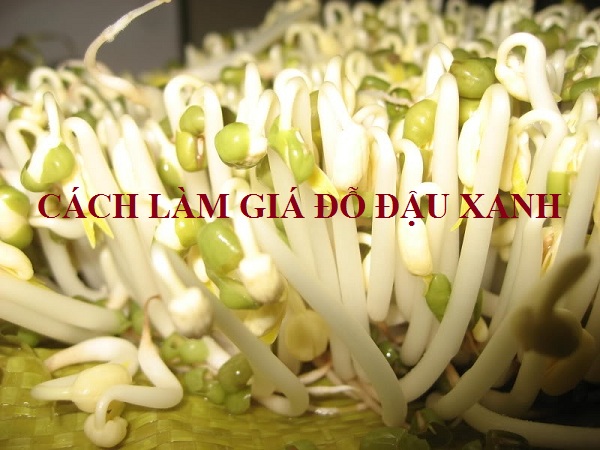 1kg đậu xanh làm được bao nhiêu kg giá? - Top Tác Dụng 2023 1Kg Đậu Xanh Làm Được Bao Nhiêu Kg Giá? - Top Tác Dụng 2023