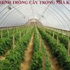 Trồng cây trong nhà kính có tác dụng gì? Ưu và nhược điểm