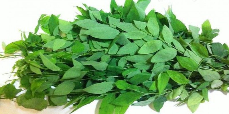 Uống nước ép rau ngót có tác dụng gì? Uống nhiều có tốt không?