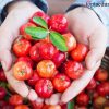 Uống nước ép sơ ri có tác dụng gì? Uống nhiều có tốt không?