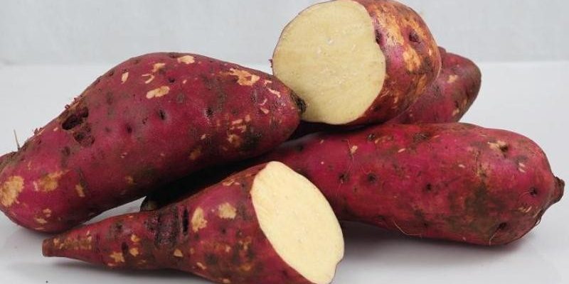Top 9 tác dụng của củ khoai lang – Khoai tím – Khoai trắng – khoai mật