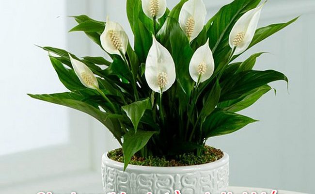 10 loại cây trồng trong nhà bếp hợp phong thủy gia đình ấm cúng hạnh phúc
