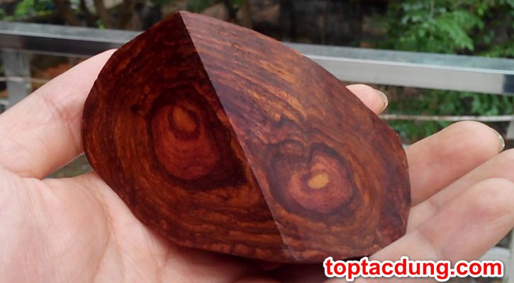 Cây gỗ sưa có tác dụng gì? Có tốt không?