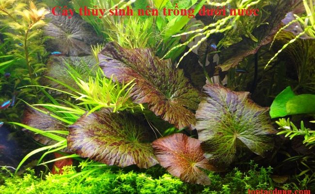 10 loại cây thủy sinh sống dưới nước dễ tìm ngoài tự nhiên