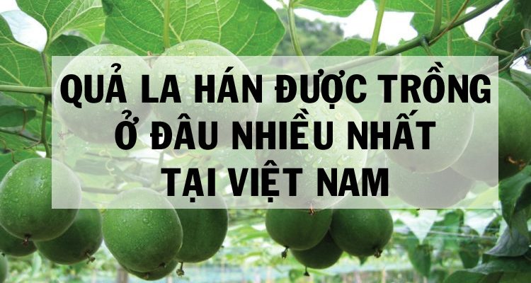 Quả La Hán Được Trồng Ở Đâu Nhiều Nhất Tại Việt Nam