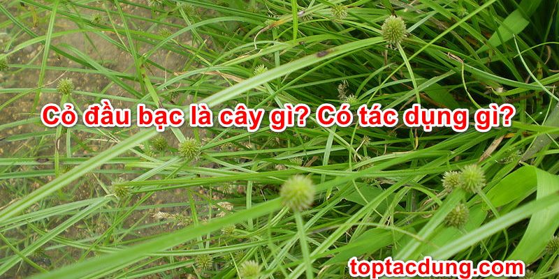Cỏ đầu bạc là cây gì? Có tác dụng gì?