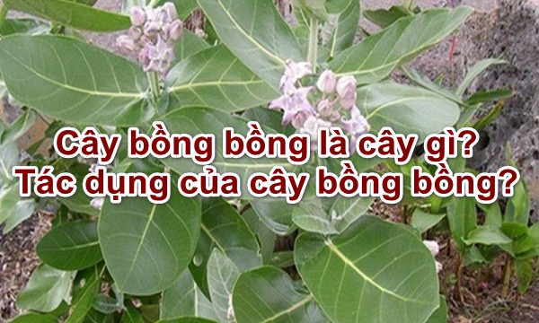 cong-dung-cay-bong-bong