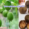 Quả La Hán Ngâm Rượu Có Tác Dụng Gì, Uống Nhiều Có Tốt Không?