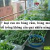 7 loại rau ưa bóng râm, bóng mát dễ trồng không cần quá nhiều nắng