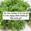 Cây rau xương cá là rau gì? Có tác dụng chữa bệnh gì? Nấu món gì?