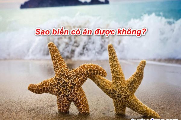 Con Sao Biển Có Ăn Được Không, Có Tác Dụng Gì, Tốt Không?