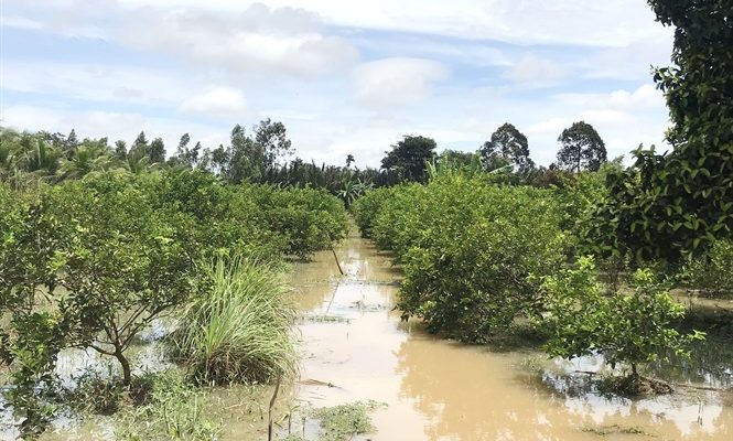 6 Loại cây ăn quả chịu nước chống ngập úng mang lại hiệu quả kinh tế cao