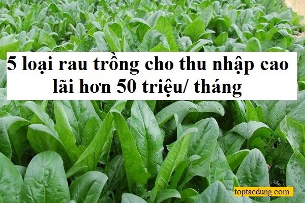 5 loại rau trồng cho thu nhập cao, lãi hơn 50 triệu/ tháng