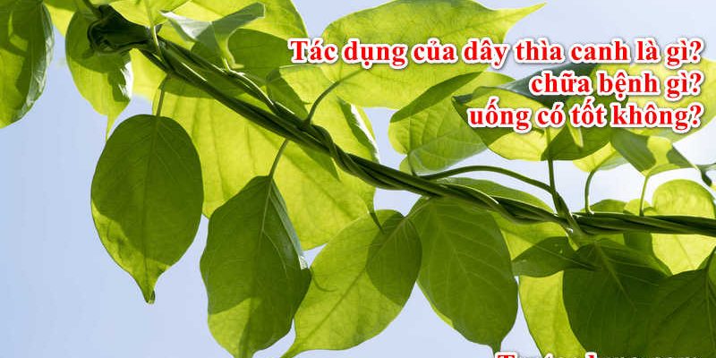 Tác dụng của dây thìa canh là gì, chữa bệnh gì, uống có tốt không?