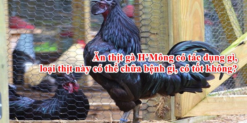 Ăn Thịt Gà H’Mông Có Tác Dụng Gì, Chữa Bệnh Gì, Có Tốt Không?