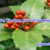 Top 8 Tác Dụng Của Cây Sói Rừng