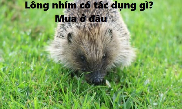 Lông nhím có tác dụng gì, chữa bệnh gì, mua ở đâu?