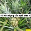 Top 15 tác dụng của quả dứa rừng, dứa dại