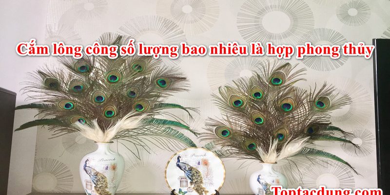Cắm lông công số lượng bao nhiêu là hợp phong thủy