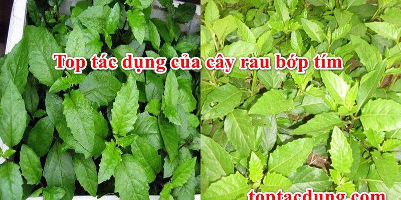 Top 7 Tác Dụng của Cây Rau Bớp Tím (cây tầm bớp, bớp bớp)