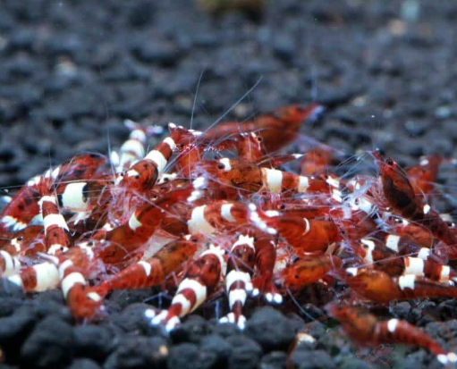 Tép Red Crystal (Caridina cf. cantonensis)